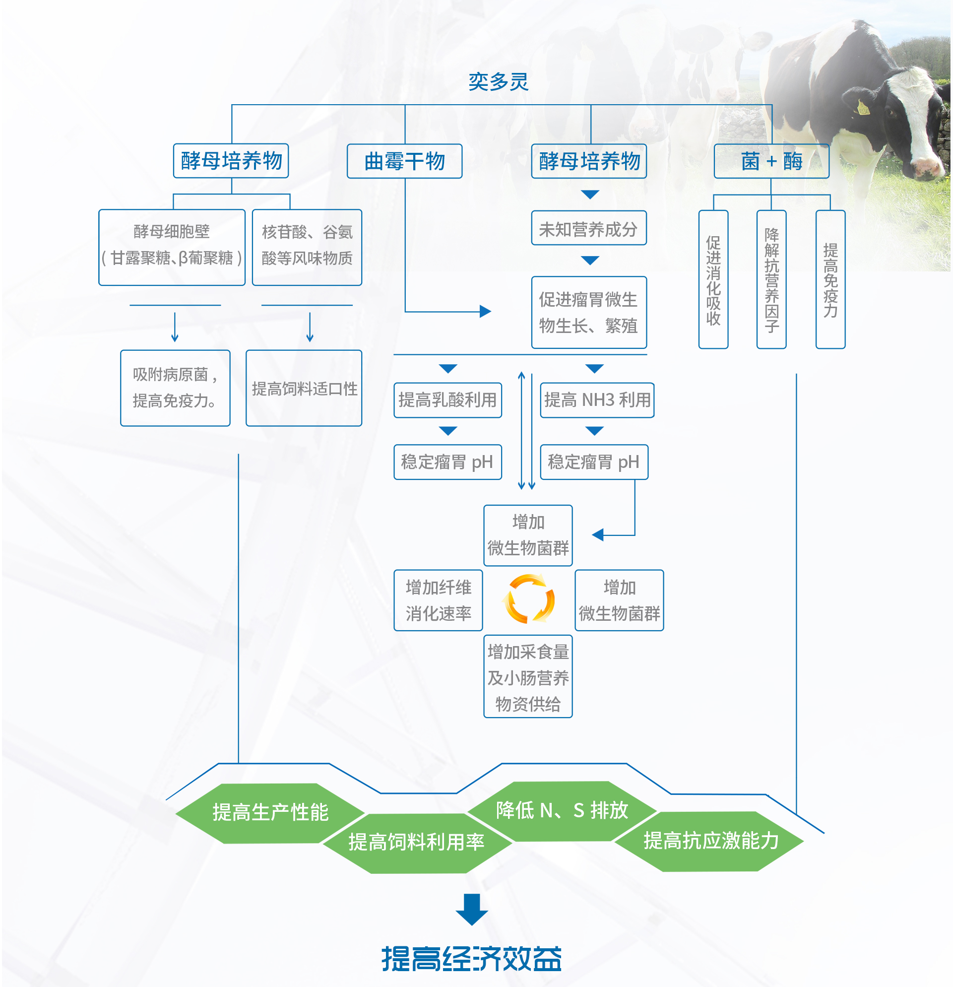 奕多灵--高活性酵母培养物（初稿）_05.jpg